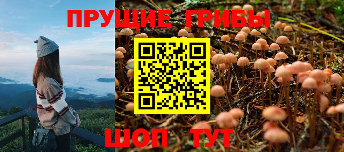 Псилоцибиновые грибы мицелий Кандалакша